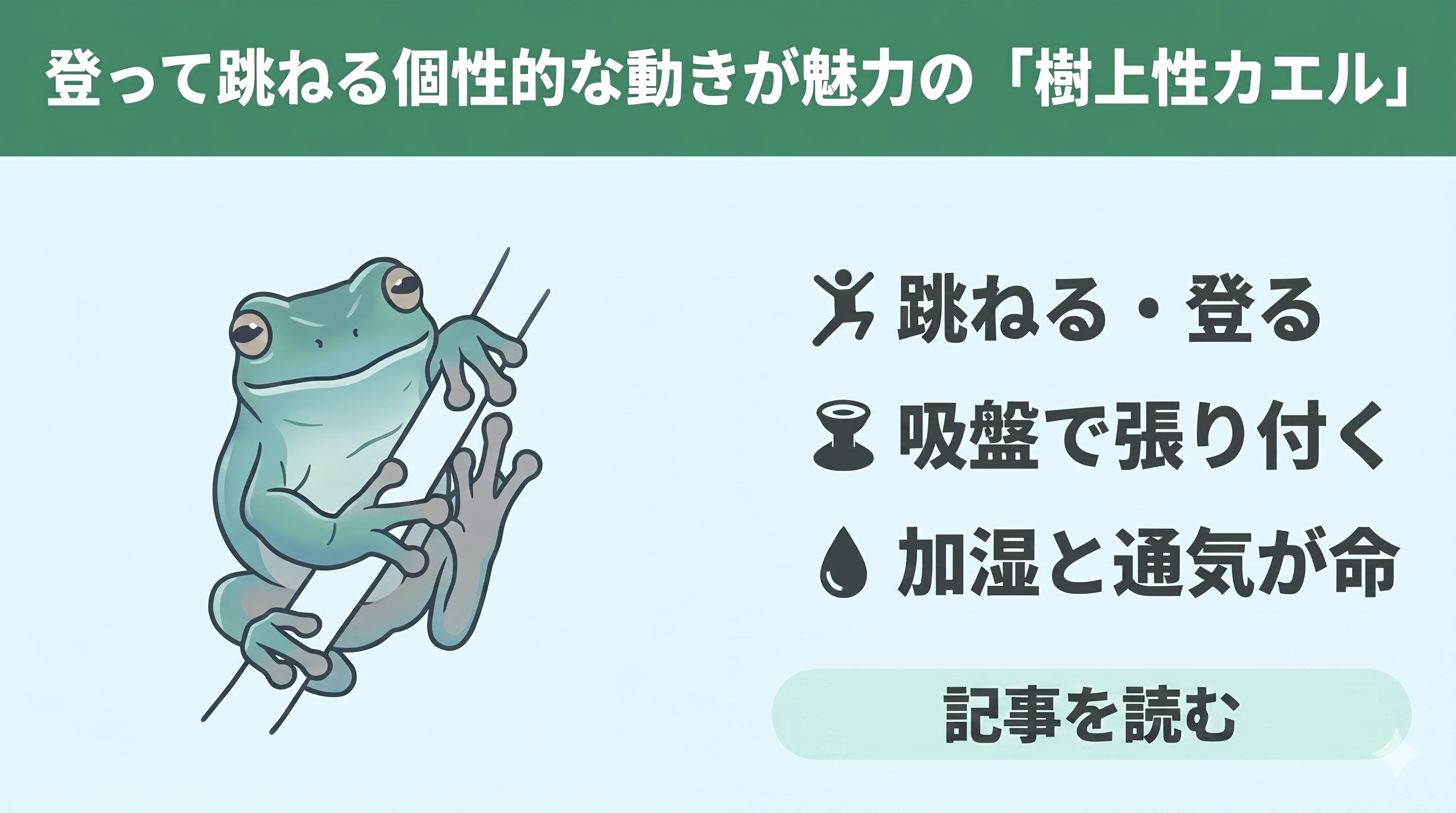 木の上に生きるカエルたち｜樹上性の仲間たちを紹介 - エコロギー