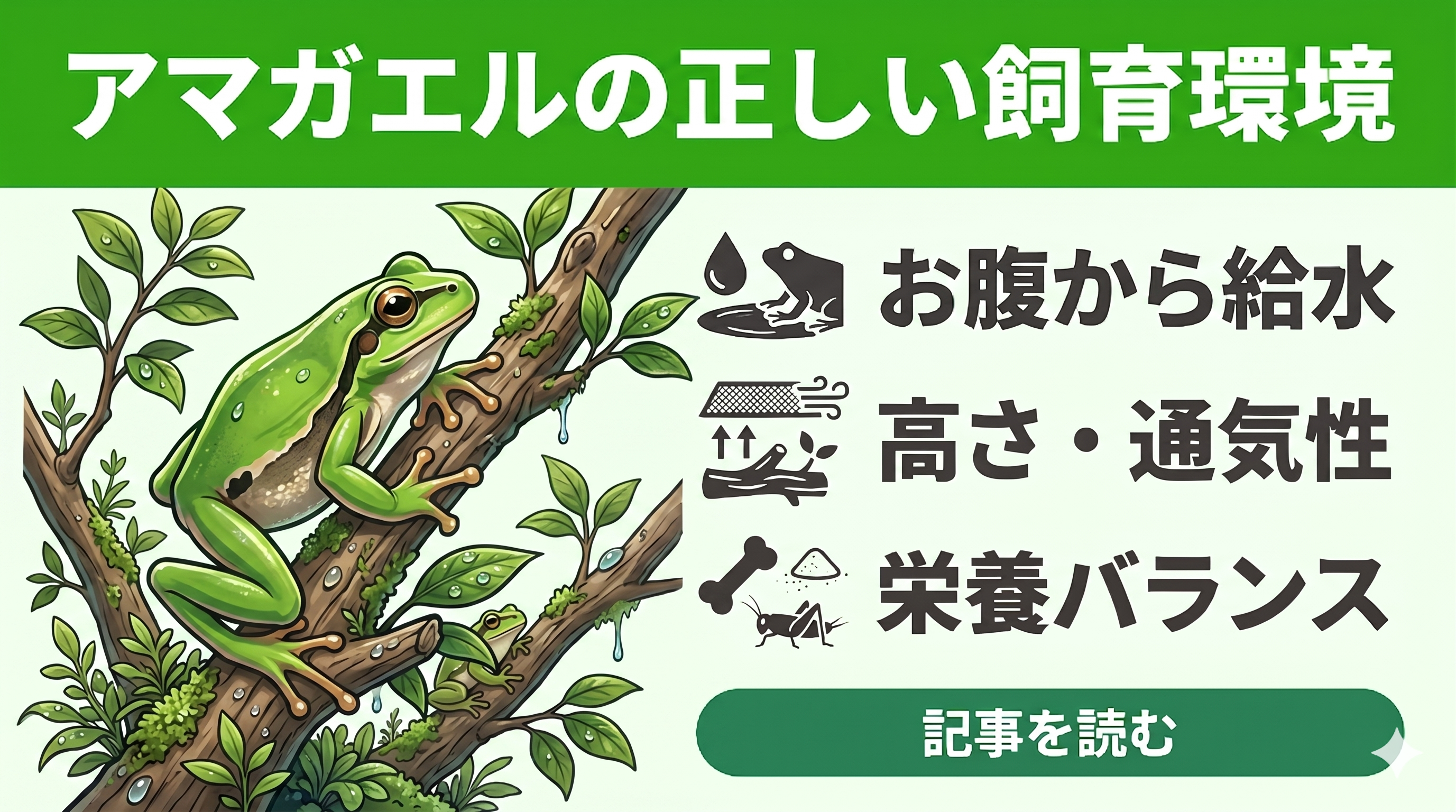 失敗しない】ニホンアマガエルの飼育環境で困っている人がまず見直す