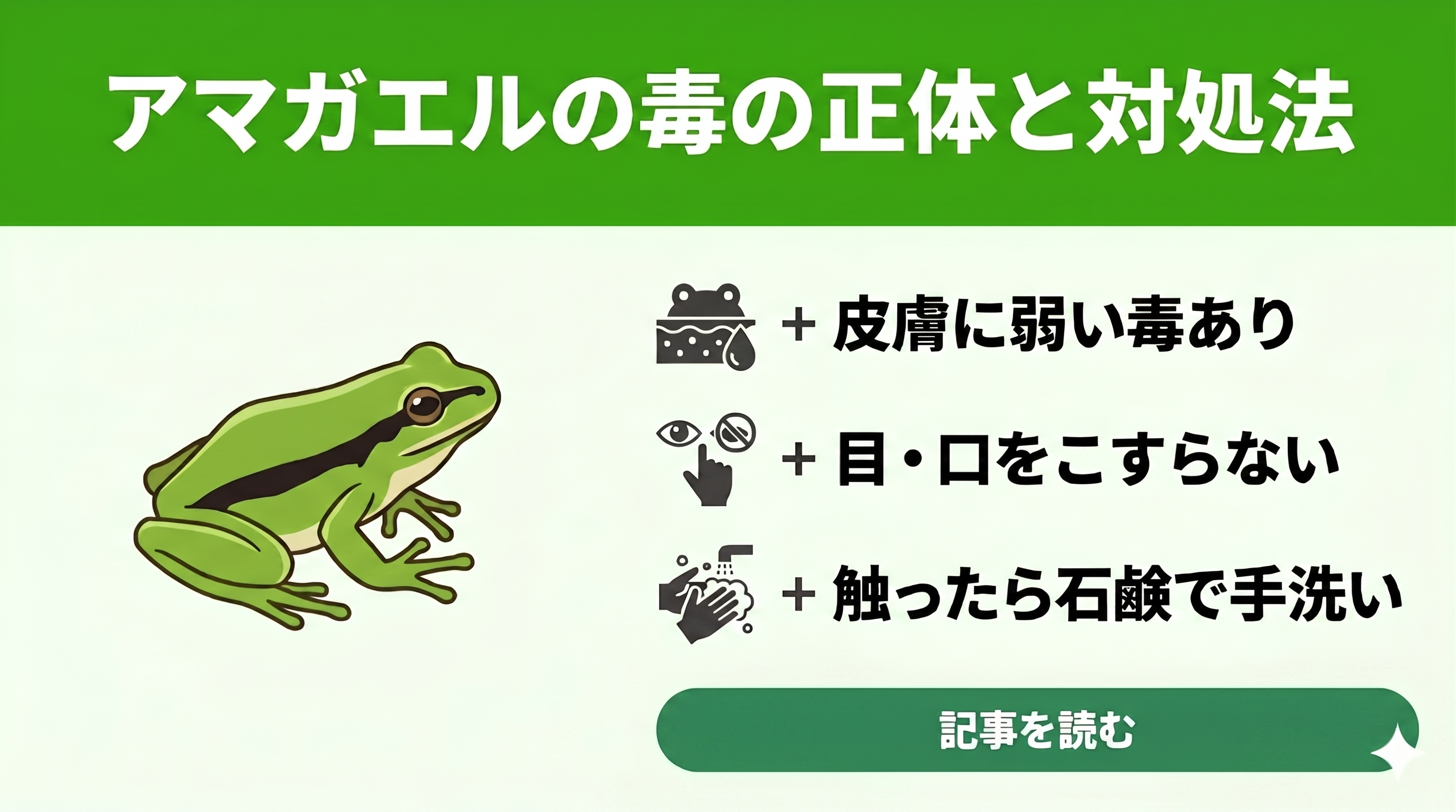 アマガエルはさわっちゃいけない？」毒の正体と子供が触ったときの
