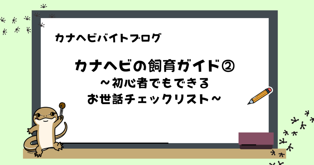 【初心者向け】カナヘビの飼育ガイド②|日々のお世話チェックリスト