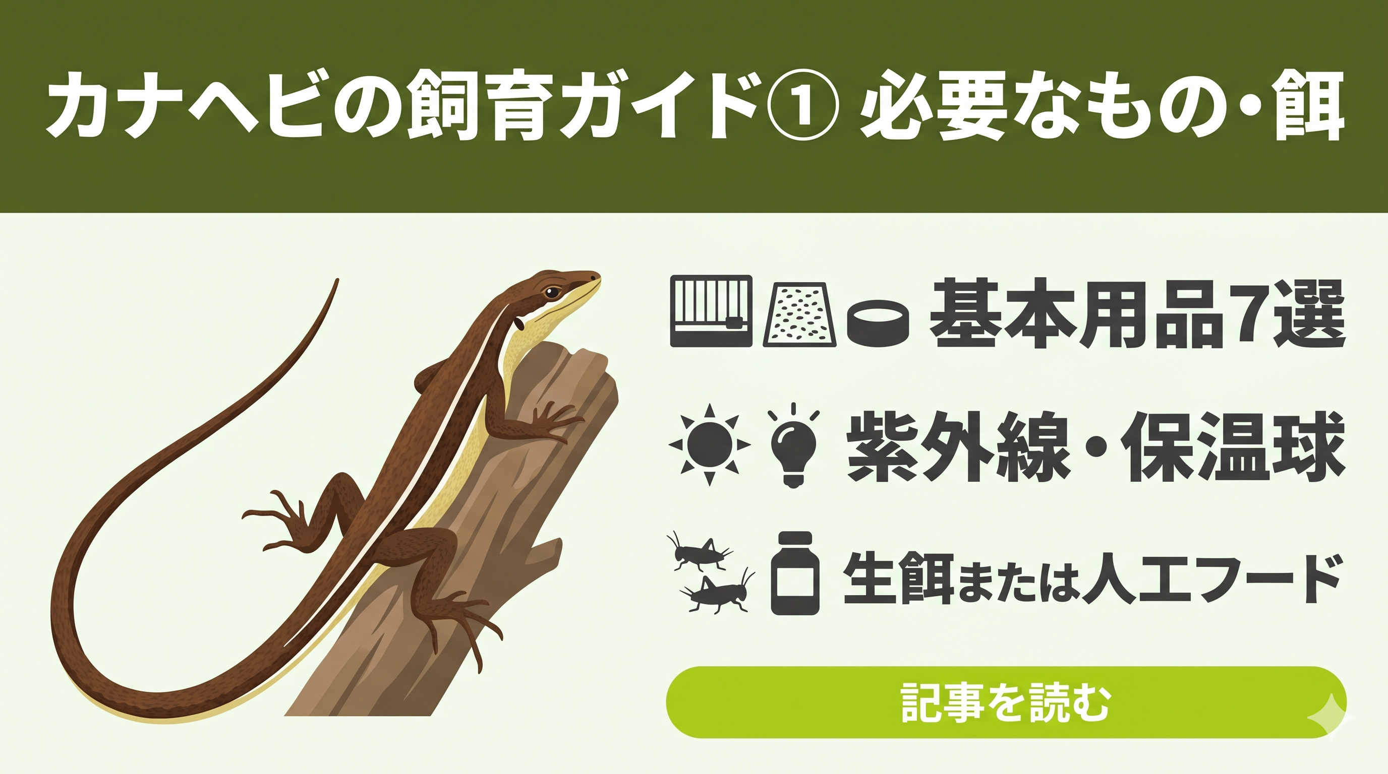 初心者向け】カナヘビの飼育ガイド①｜必要なもの・餌・注意点までまる