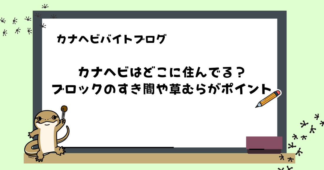 カナヘビはどこに住んでる?ブロックのすき間や草むらがポイント