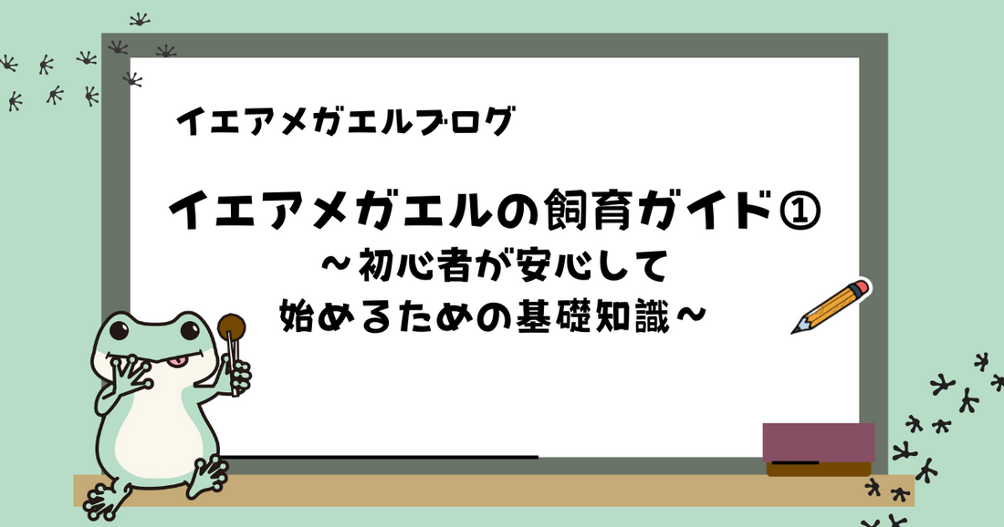 【初心者向け】イエアメガエルの飼育ガイド① |生態や飼育方法の基礎知識