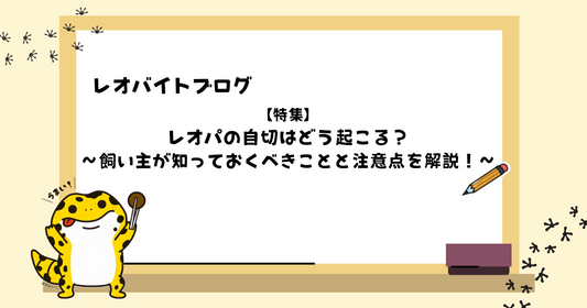 レオパの自切はどう起こる?飼い主が知っておくべきことと注意点を解説!