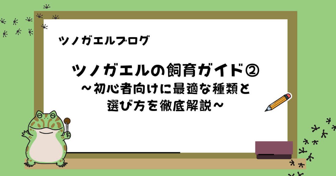 【初心者向け】ツノガエルの飼育ガイド② | 初心者向けに最適な種類と選び方を徹底解説