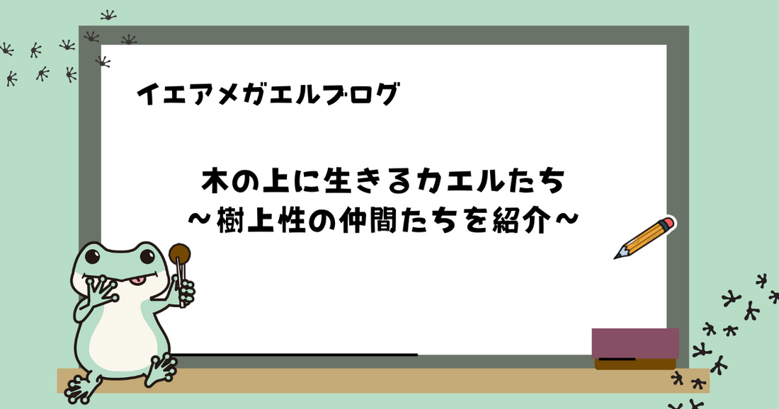 木の上に生きるカエルたち|樹上性の仲間たちを紹介