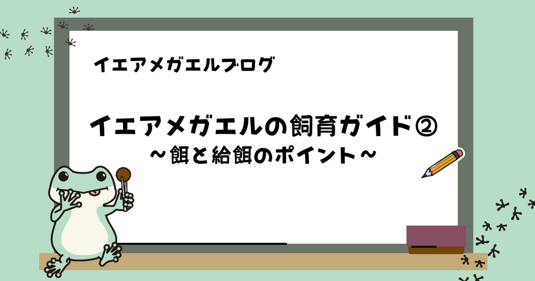 【初心者向け】イエアメガエルの飼育ガイド② |餌と給餌のポイント