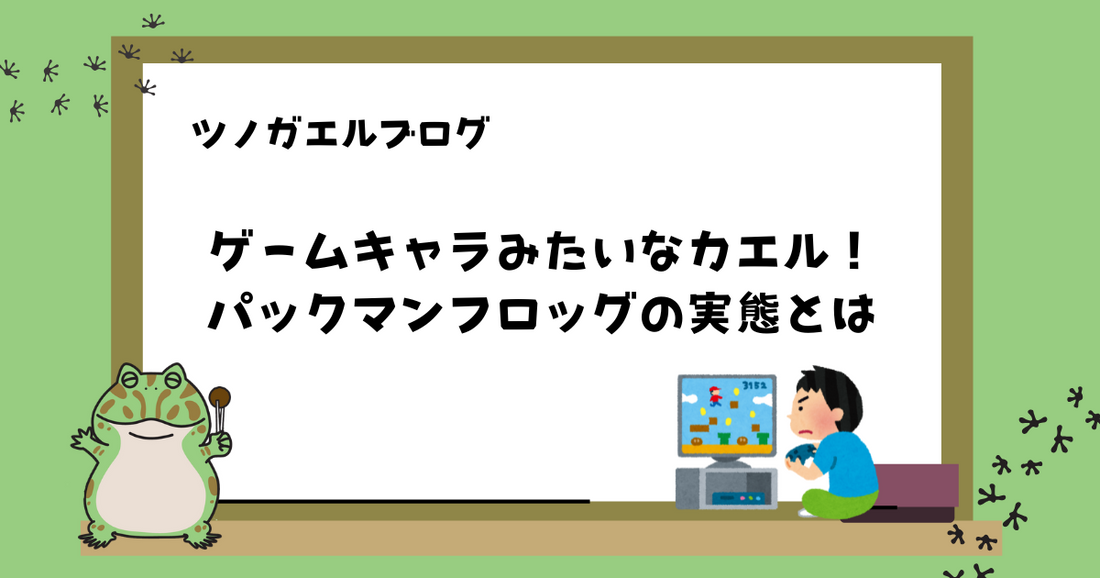 ゲームキャラみたいなカエル!パックマンフロッグの実態とは