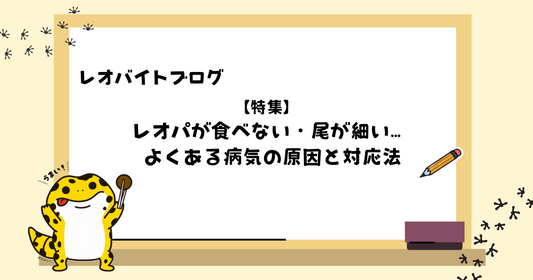 レオパが食べない・尾が細い… よくある病気の原因と対応法