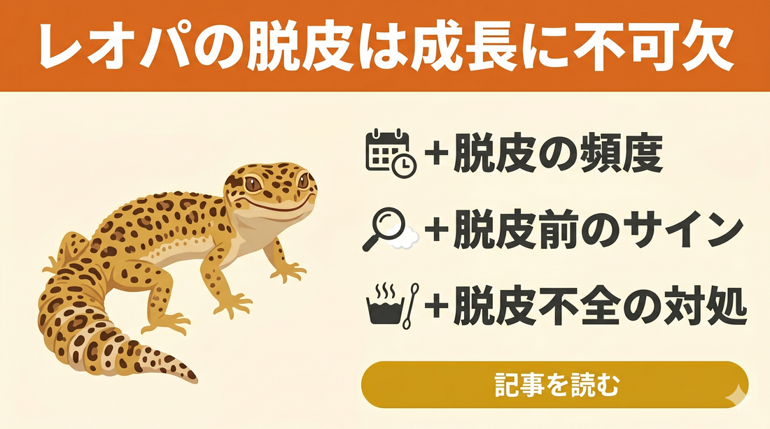 レオパの脱皮トラブルを防ぐ！前兆・不全対処・環境づくりのポイントを