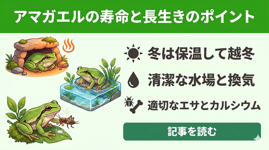 【失敗しない】ニホンアマガエルの寿命は何年？すぐ死んでしまう原因と10年生きる飼育のコツ