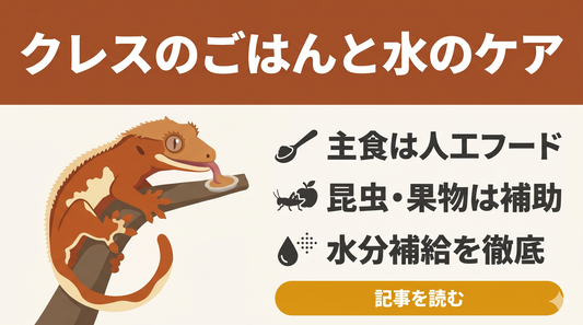 【初心者向け】クレスの飼育ガイド①｜クレスの食性と餌を知ろう！
