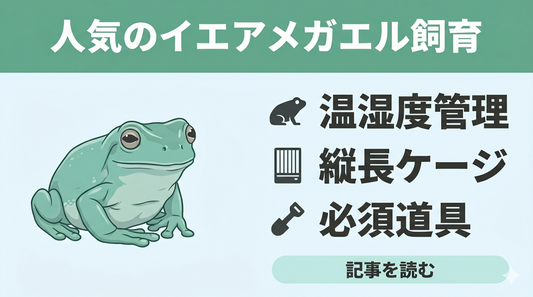 【初心者向け】イエアメガエルの飼育ガイド① |生態や飼育方法の基礎知識