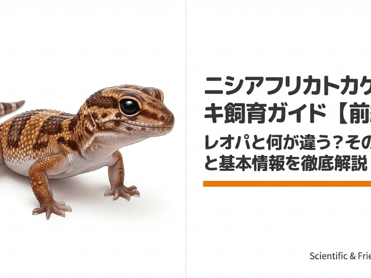 ニシアフリカトカゲモドキ アクリルアートピクチャー　爬虫類　ニシアフ　レオパ ニシアフリカトカゲモドキを知ろう！飼育の魅力と基本情報【前編