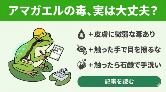 ニホンアマガエルの「毒」が心配な人がまず確認すべき3つの事実と正しい対処法