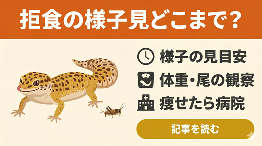 レオパが餌を食べないのは病気のサイン？尾や体重から読み取れる健康状態
