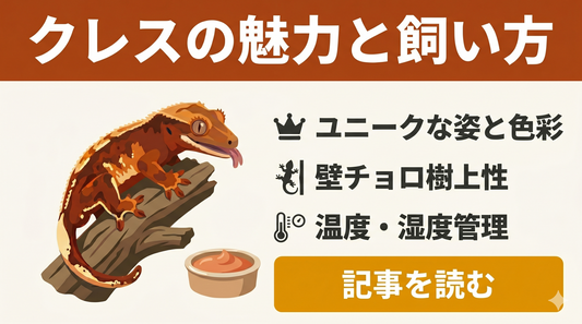 【初心者向け】クレスの飼育ガイド②｜特性を知って飼育環境を整えよう