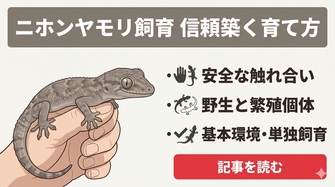 【後編】ニホンヤモリ飼育ガイド | エサ・給餌テク・健康管理を“とことん”深掘り