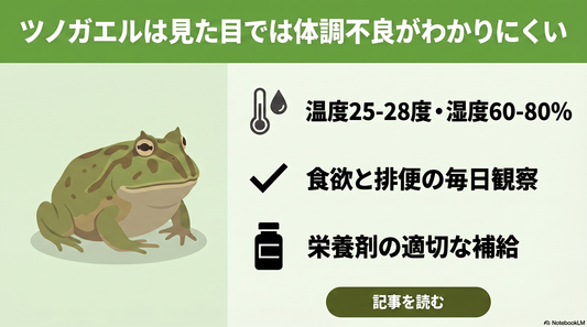 【初心者向け】ツノガエルの飼育ガイド③ | ツノガエルの病気を予防する方法とは？症状別の早期対処法も紹介