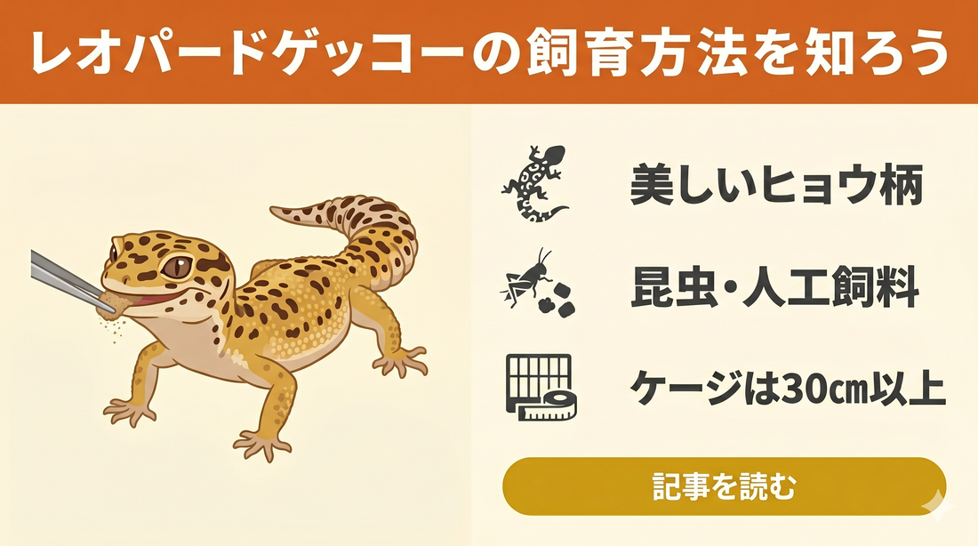 【初心者向け】レオパ（ヒョウモントカゲモドキ）の飼育ガイド①｜まずは押さえておきたい基礎情報