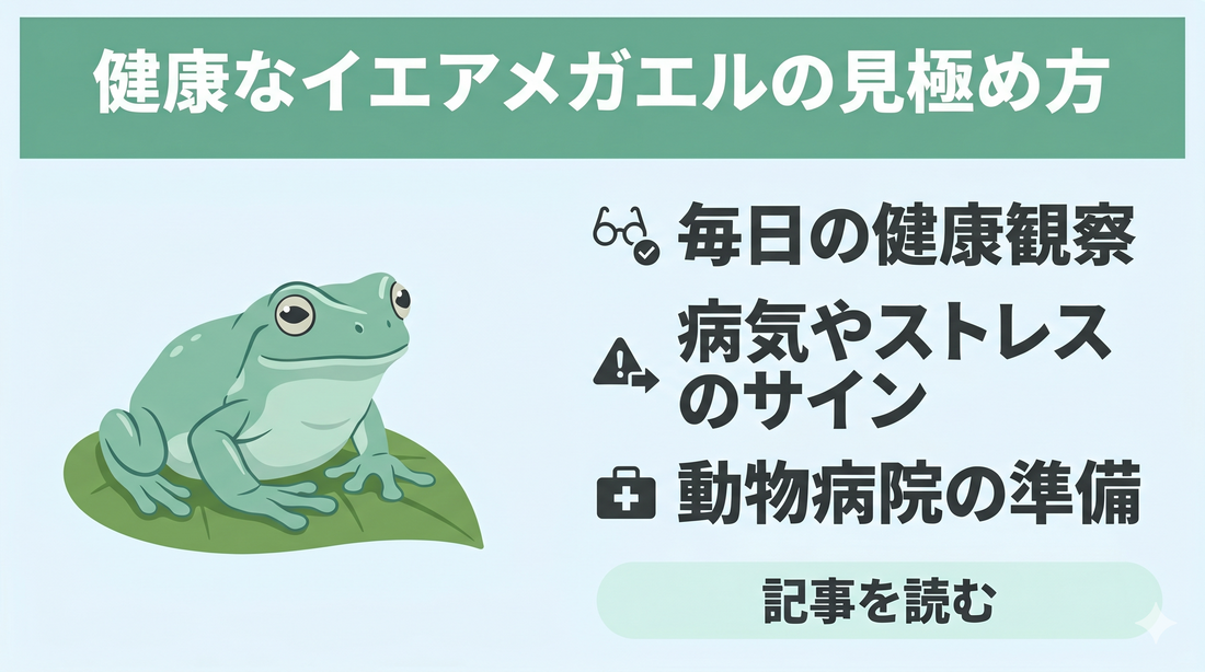 【初心者向け】イエアメガエルの飼育ガイド③ ｜健康管理とよくある病気