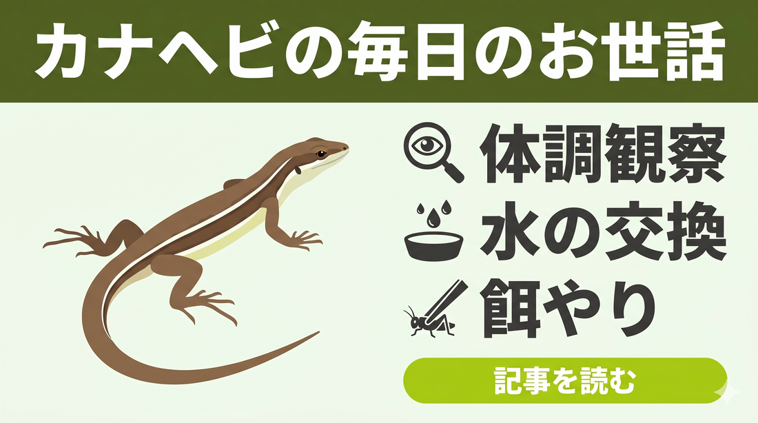 【初心者向け】カナヘビの飼育ガイド③｜ご飯の与え方には角度と動きが超大事！視覚ハンターの秘密に迫る