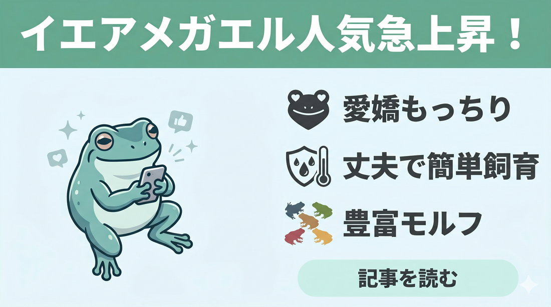 イエアメガエルの近年の人気を調べてみた！