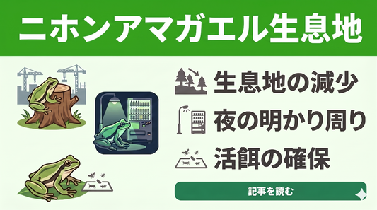 「昔はたくさんいたのに…」ニホンアマガエルの生息地はどこへ？見つからない原因と探し方