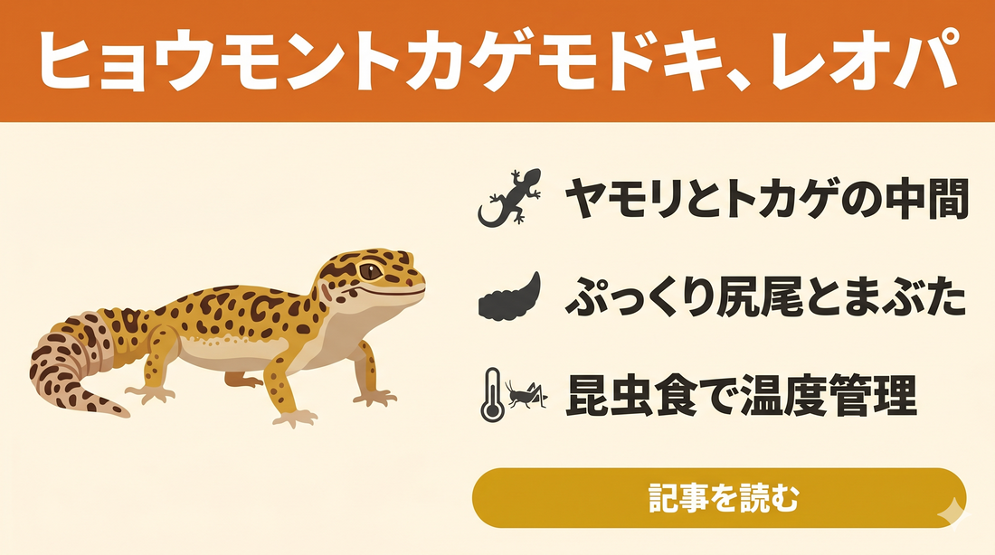 【初心者向け】レオパ（ヒョウモントカゲモドキ）の飼育ガイド②｜レオパはどんな生き物？