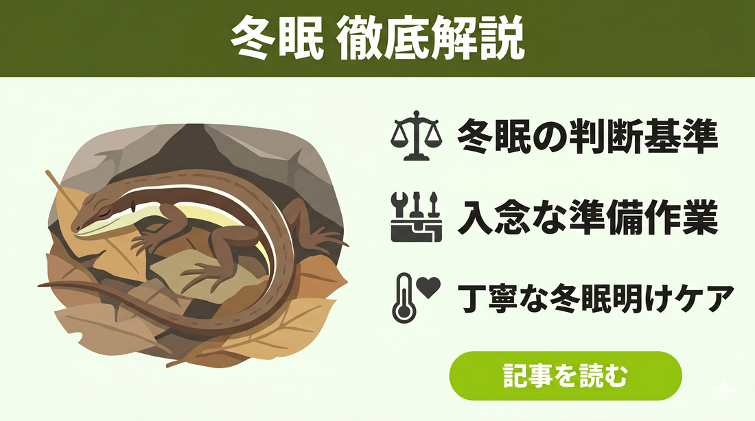 カナヘビの冬眠と冬眠明け完全ガイド 〜失敗しないための準備とケア〜