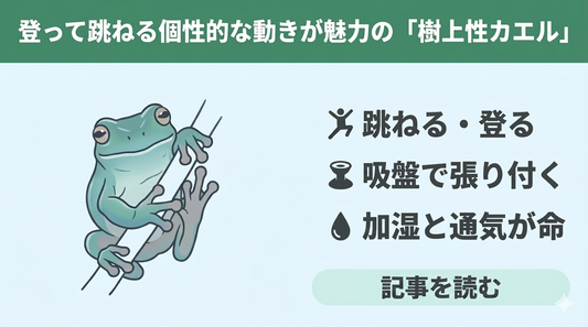 木の上に生きるカエルたち｜樹上性の仲間たちを紹介