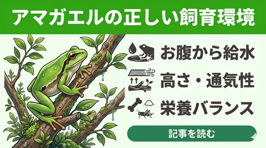 【失敗しない】ニホンアマガエルの飼育環境で困っている人がまず見直すべき3つの原因と正しい対処法