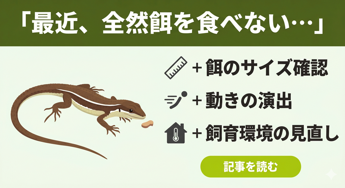 カナヘビが餌を食べない時に試したい、5つの給餌のヒント