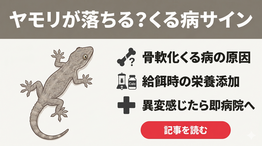 「壁に登れない」「尻尾がガタガタ…」ニホンヤモリの『くる病』が不安な人がまず確認すべき原因と正しい対処法