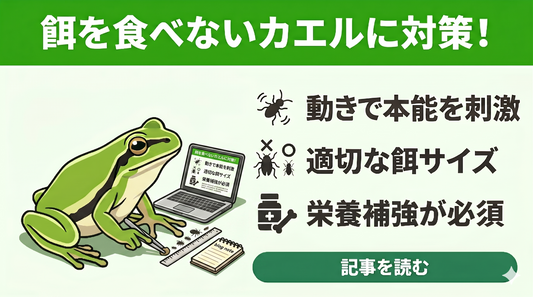 【失敗しない】ニホンアマガエルが餌を食べない？正しい餌の選び方と与え方のコツ