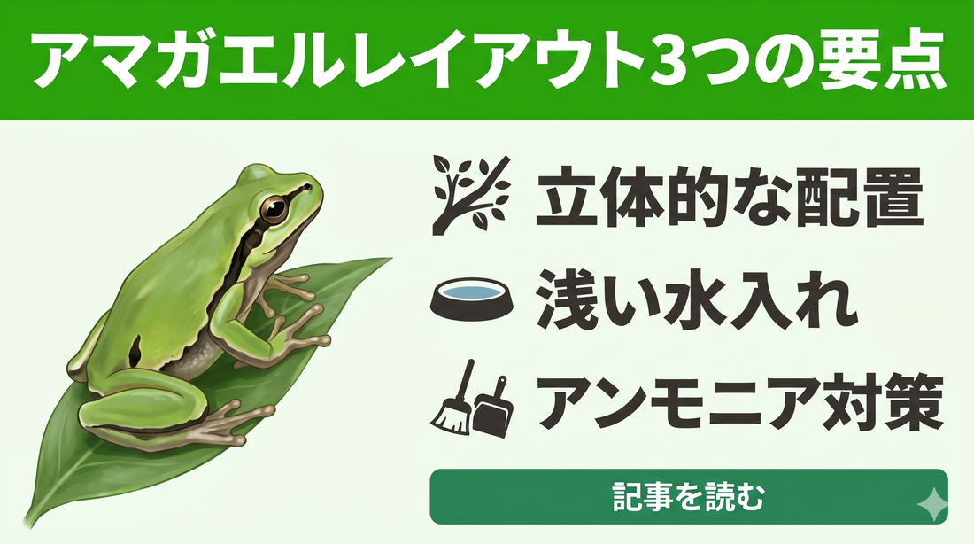 失敗しない】ニホンアマガエルの飼育レイアウト！長生きさせるケージ