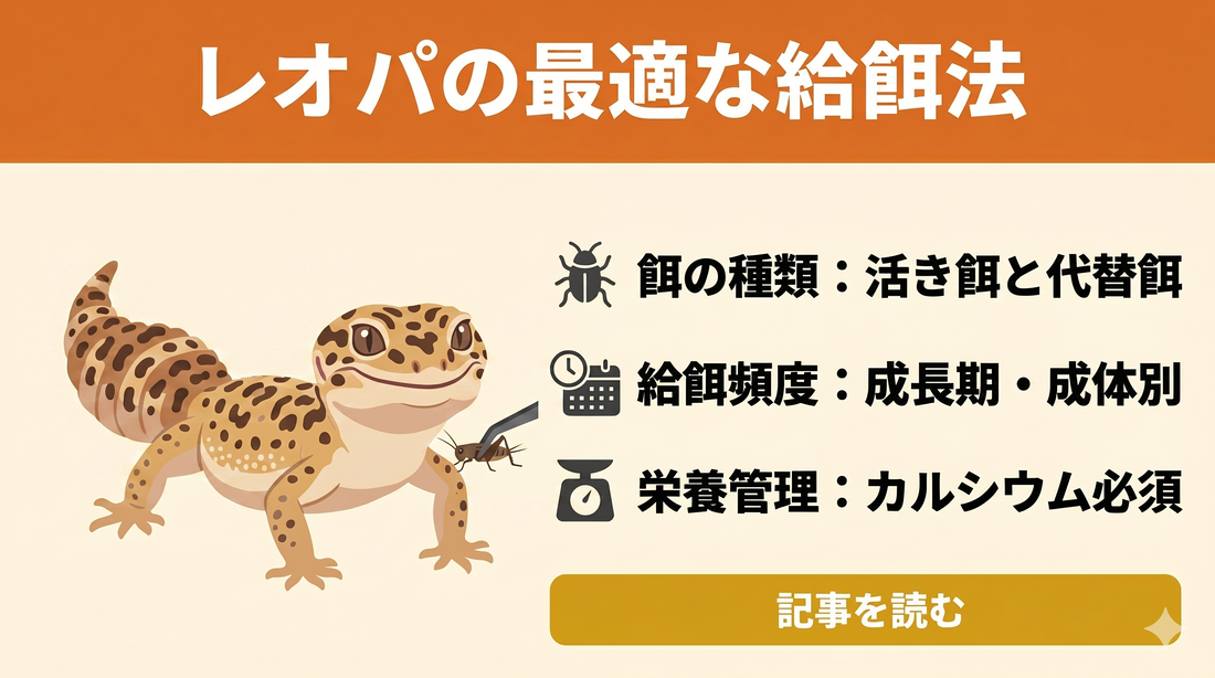 食べない原因はこれかも？レオパ（ヒョウモントカゲモドキ）の食欲復活テクニック