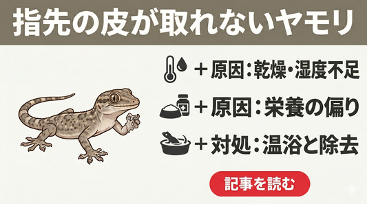 「脱皮の皮が残ってる…」ニホンヤモリの脱皮不全で困っている人がまず確認すべき3つの原因と正しい対処法