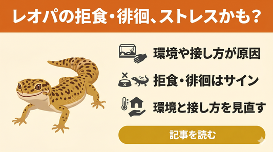 レオパが餌を食べないときは要注意！ストレス症状と改善法