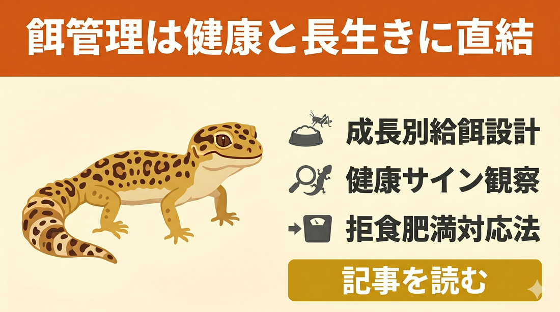肥満のレオパに共通する餌の与え方、間違った習慣とは？
