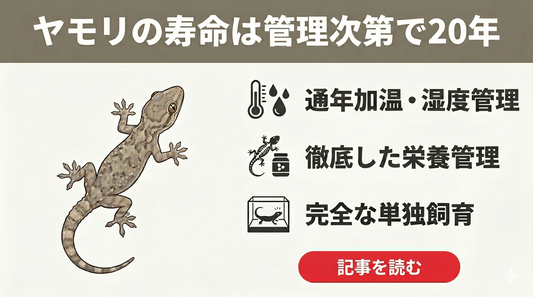 【失敗しない】ニホンヤモリの寿命はどんくらい？「3年で死ぬ」の誤解と長生きさせるための絶対条件