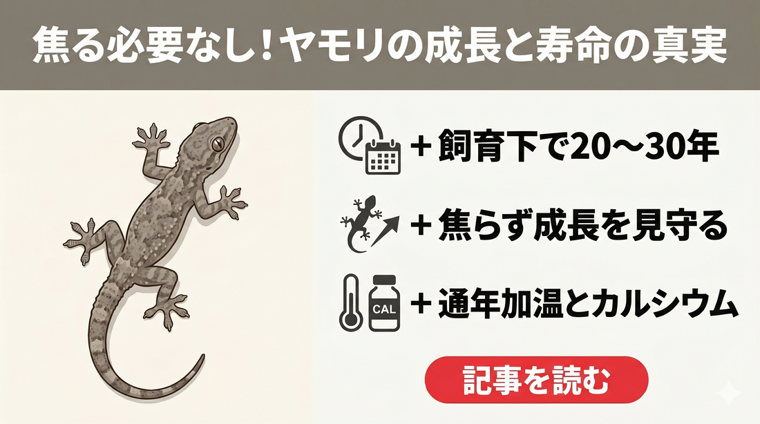 「うちの子、成長遅い？」ニホンヤモリの成長速度と、実は20年以上生きる“本当の寿命”