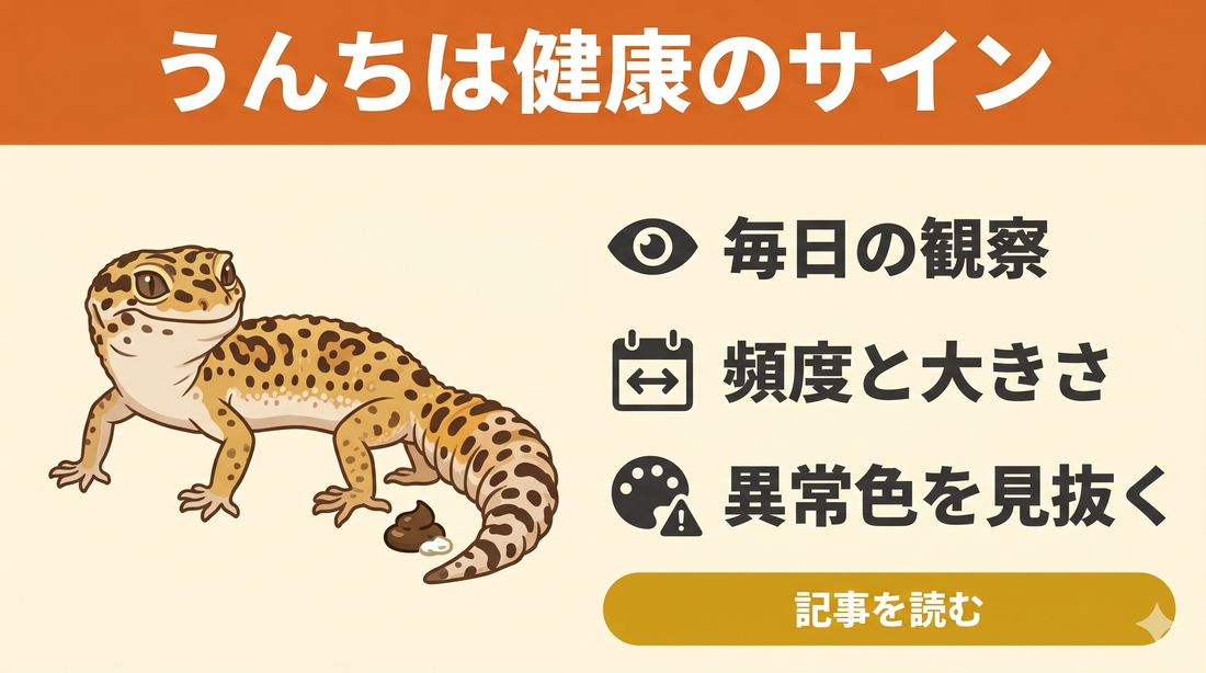 レオパのうんちを見れば体調がわかる！飼い主必見の健康チェック法