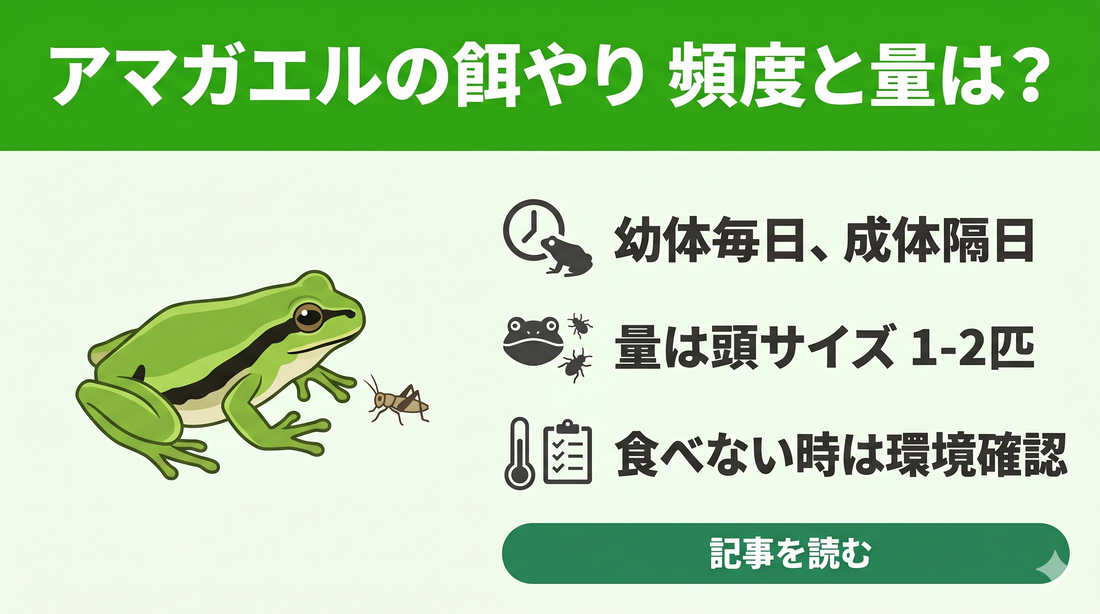 【失敗しない】アマガエルの適切な餌の頻度と量・食べない原因を徹底解説