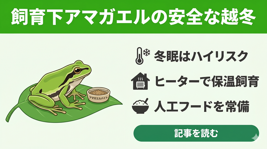 【失敗しない】アマガエルの冬眠で悩む人がまず確認すべきリスクと「冬眠させない」という選択