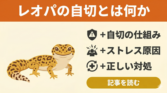 レオパの自切はどう起こる？飼い主が知っておくべきことと注意点を解説！