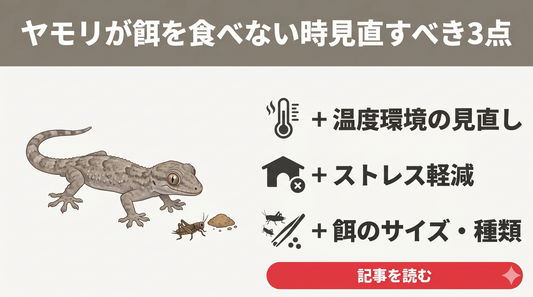 【失敗しない】ニホンヤモリが餌を食べない！まず確認すべき3つの原因と正しい対処法