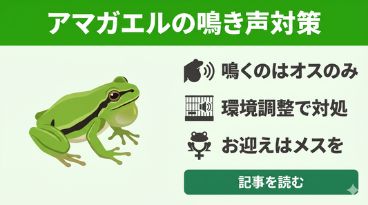 【アマガエルの鳴き声対策】うるさいと感じる前に知るべきオスの習性と正しい対処法
