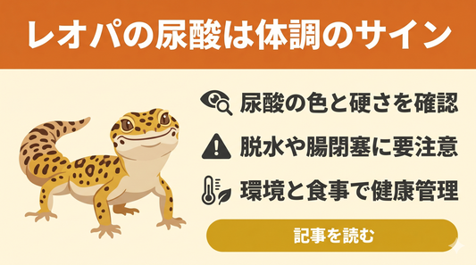レオパ尿酸の異常は餌の与え方で防げる？飼育者必見の知識