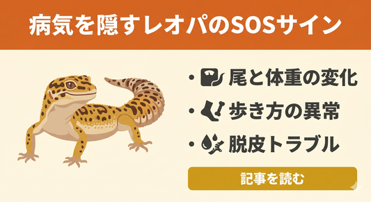 レオパが食べない・尾が細い… よくある病気の原因と対応法